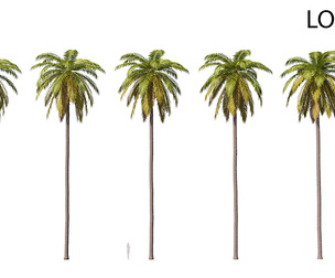 Palm 01 PBR with 5 LODs