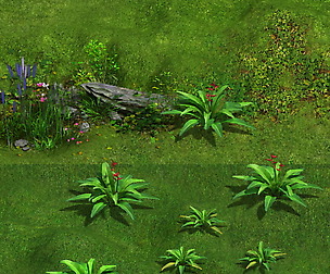Ferns 01
