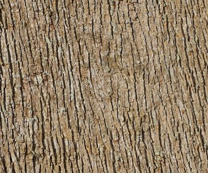 Tulip Poplar Bark 01