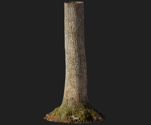 Tulip Poplar Trunk 01