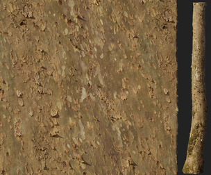 American Sycamore Bark 01