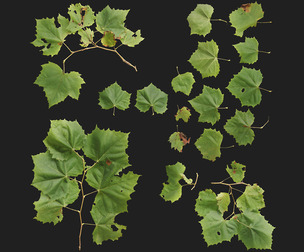 American Sycamore Atlas 01