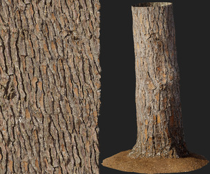 Slash Pine Bark 01
