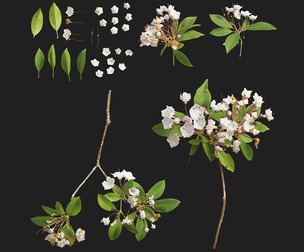 Mountain Laurel Atlas 01