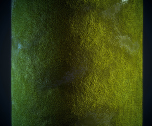 Moss - Game Ready - Vol 01 - Maps - Sbsar