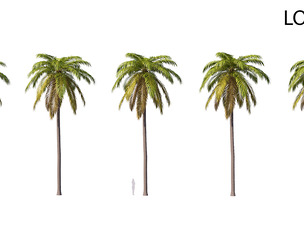 Palm 02 PBR with 5 LODs