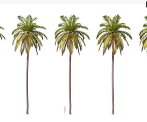 Palm 03 PBR with 5 LODs