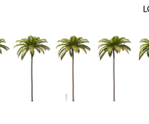 Palm 04 PBR with 5 LODs