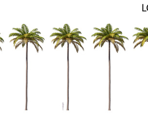 Palm 05 PBR with 5 LODs