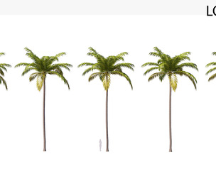 Palm 06 PBR with 5 LODs