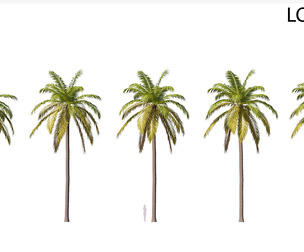 Palm 07 PBR with 5 LODs