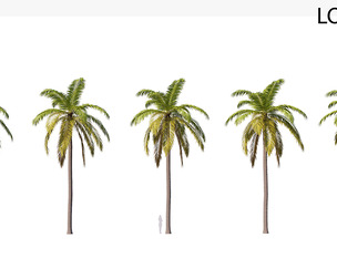 Palm 08 PBR with 5 LODs
