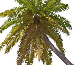 Palm 09 PBR with 5 LODs