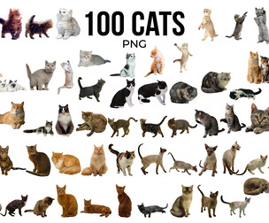 100 Cat PNG Bundle, Realistic Feline, Domestic Cat Clipart, Persian, Siamese, Bengal, Scottish Fold