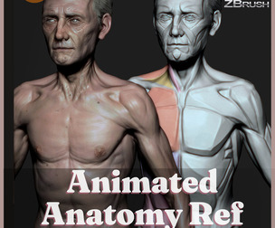Animated Anatomy Reference | Male Torso