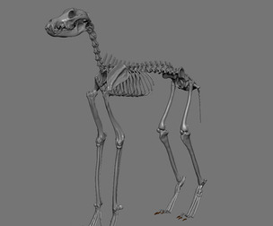 Maned Wolf Skeleton and Muscles