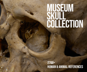 2700+ Museum Skull Collection Human & Animal References