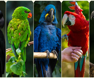 Parrots- Reference Pack For Artists 365 JPEGs noAI