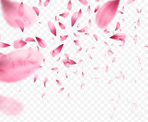 Falling Pink Cherry Blossom Petals Photo Overlays, Valentine's Day, Wedding, Fantasy, EPS File