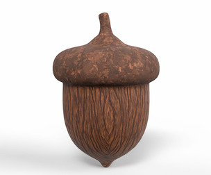 Acorn