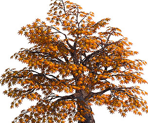 Qixiashan - tree