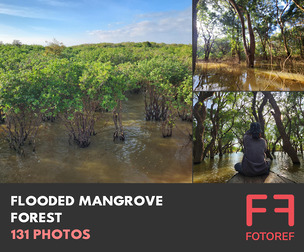 131 photos of Flooded Mangrove Forest