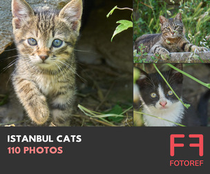 110 photos of Istanbul Cats