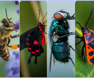 Insects- Reference Pack For Artists 415 JPEGs noAI