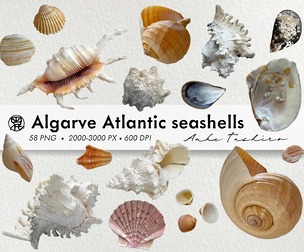 Algarve Atlantic Seashells, 58 Real Seashell PNG Clipart,  Portugal Coastal Collection