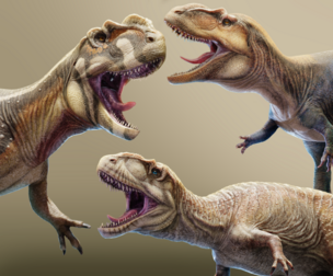Metriacanthosauridae Pack