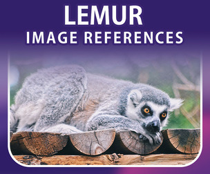 400 Lemur Image Reference Pack – Vol 01