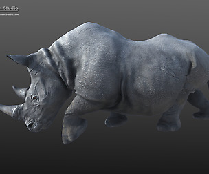 Rhinoceros
