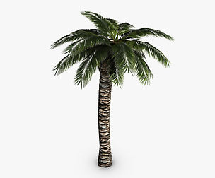 Palm tree