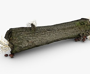 Dead tree trunk with mushrooms