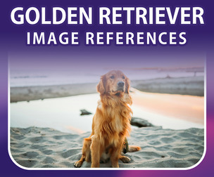 400 Golden Retriever Image Reference Pack – Vol 01