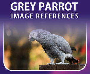 400 Grey Parrot Image Reference Pack – Vol 01