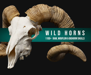 1100+ Wild Horns - Ram, Mouflon And Bighorn Skulls References