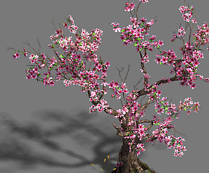 Forest - Peach Blossom Tree 21