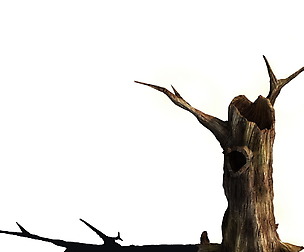 Desert - dead tree 11