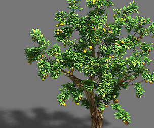 Woods - orange trees