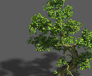 Trees - crooked neck tree