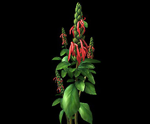 Wild plants - flowers 01