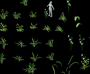 Wild plants - flowers 02