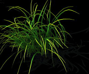 Wild plants - flowers 03