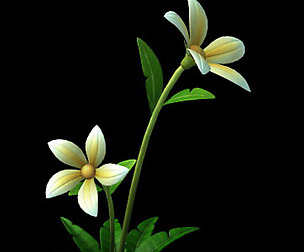 Wild plants - flowers 04