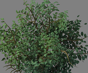 Wild plants - flowers 05