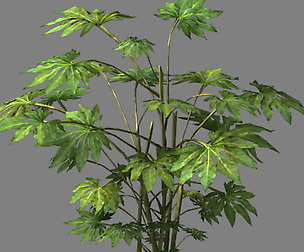 Wild plants - flowers 06