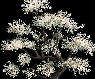 Plant - Whitewood Tree