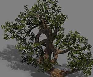 Plant - cypress