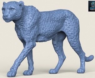 Wild Cheetah